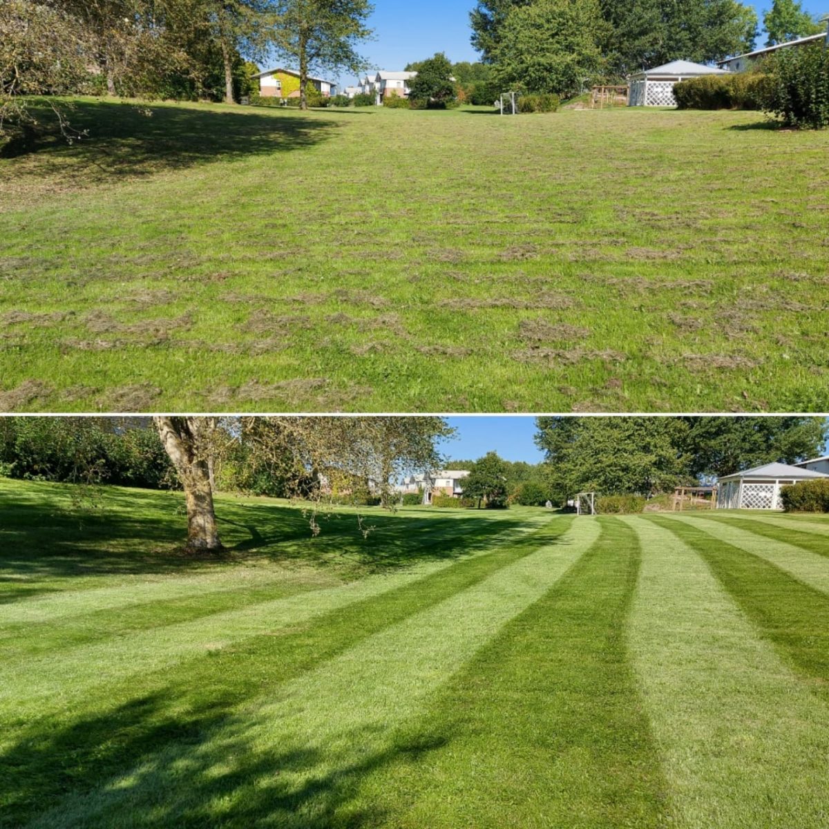 Før og efter billede af pleje af græsplænen